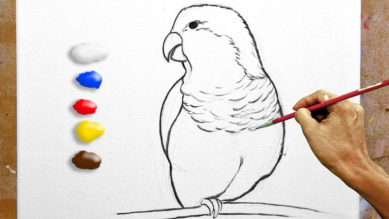 How to Paint Realistic Portrait of Quaker Parrot in Acrylics / Time-lapse / JMLisondra